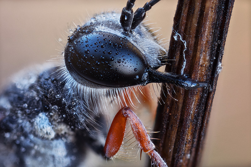 Sphecidae: Ammophila quale? A. heydeni heydeni, maschio.